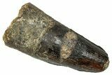 Fossil Spinosaurus Tooth - Real Dinosaur Tooth #350103-1
